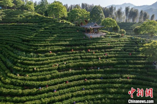 数魅优配 (乡村行·看振兴)畲乡景宁: 拥抱绿水青山 乡村迎来共富蝶变